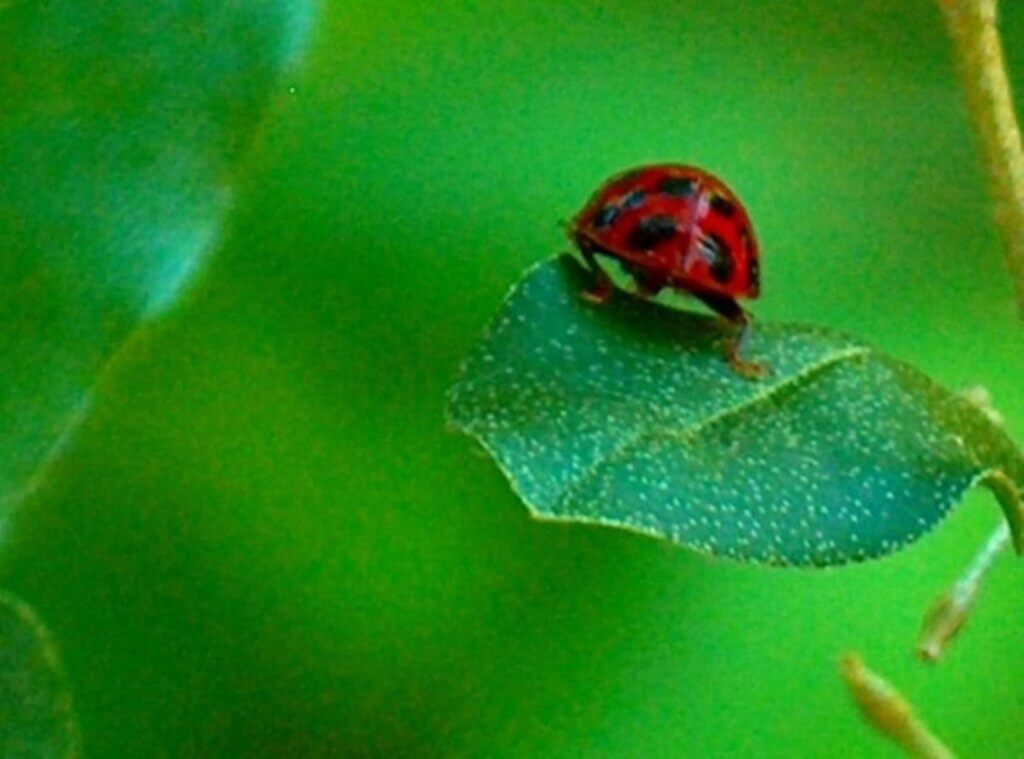adorable ladybug (Horizontal)