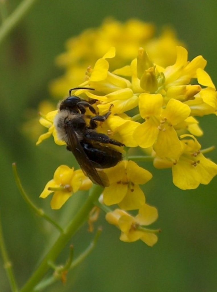 黄色い花に蜂