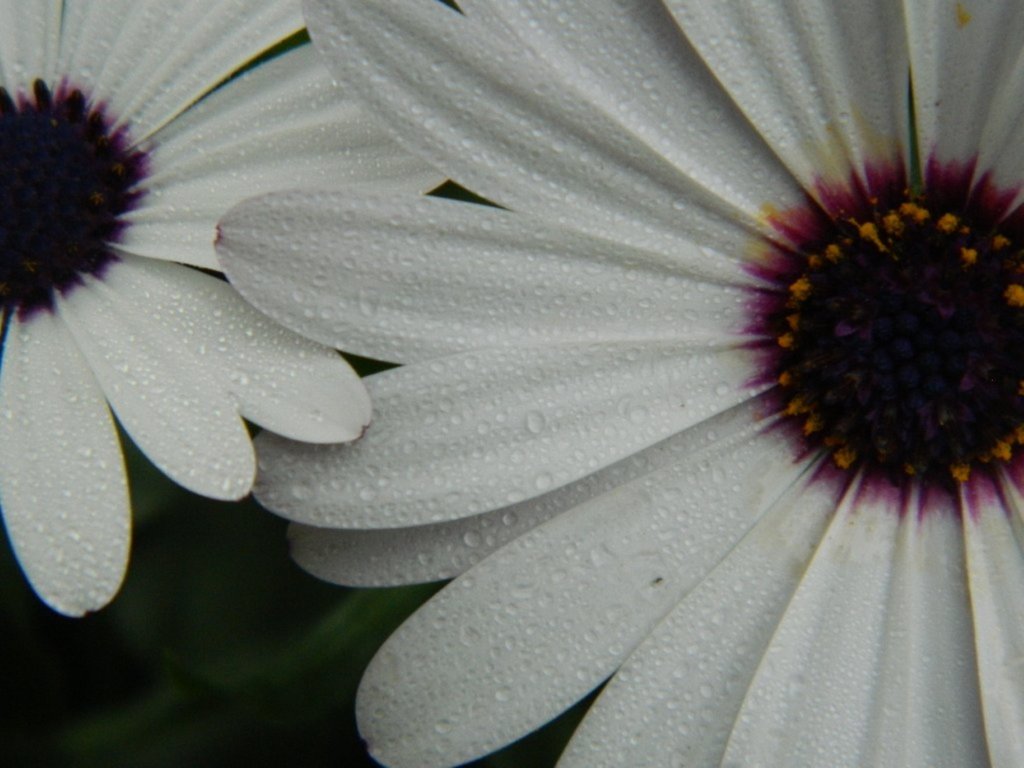 lavender-daisies