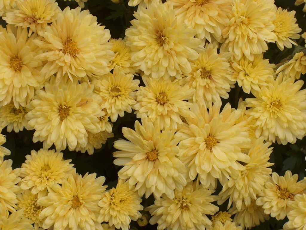 पिवळी फुले