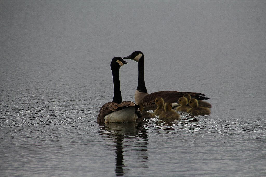 Geese and Ducklings -11