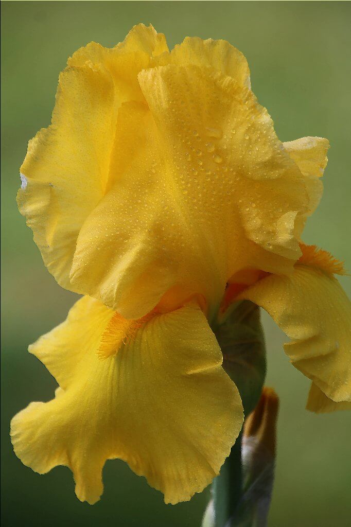 Iris emas