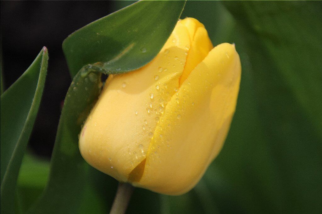 Emas Tulip-a