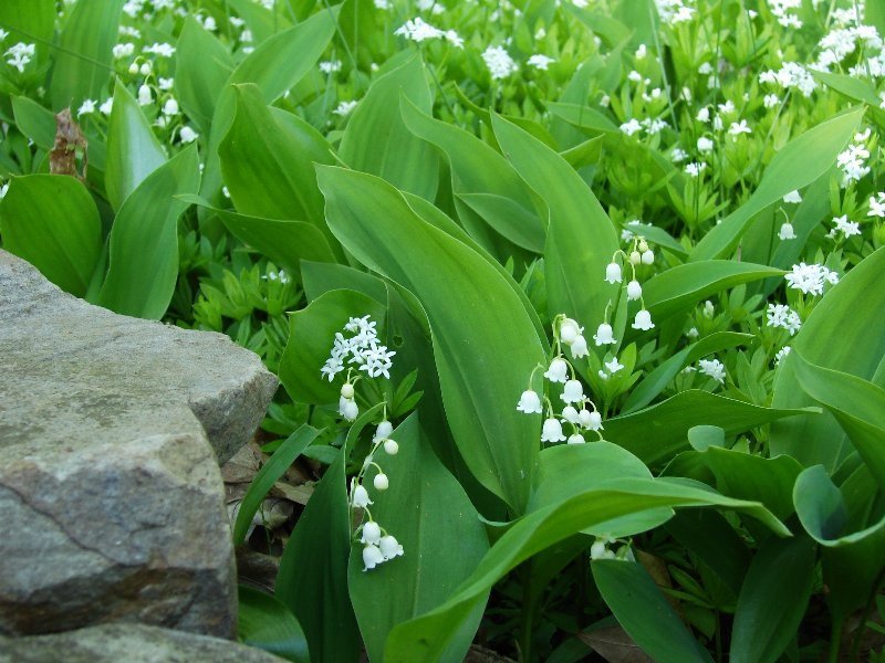 Lily of the Valley-z