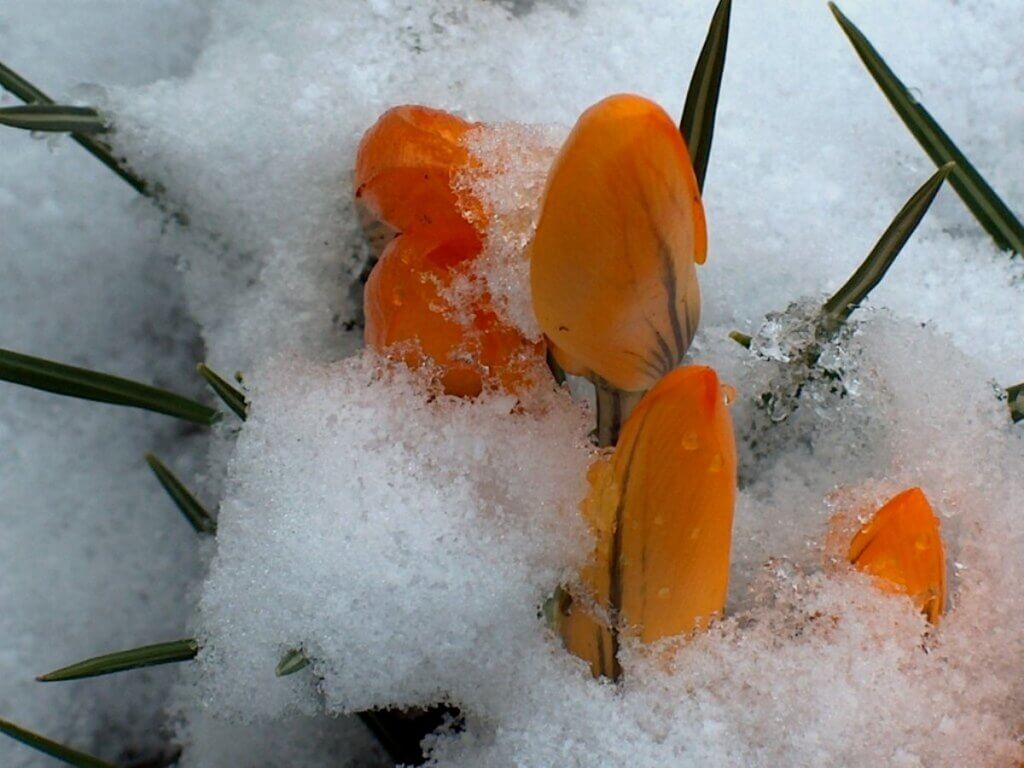 crocus aranciu in neve ghiacciata