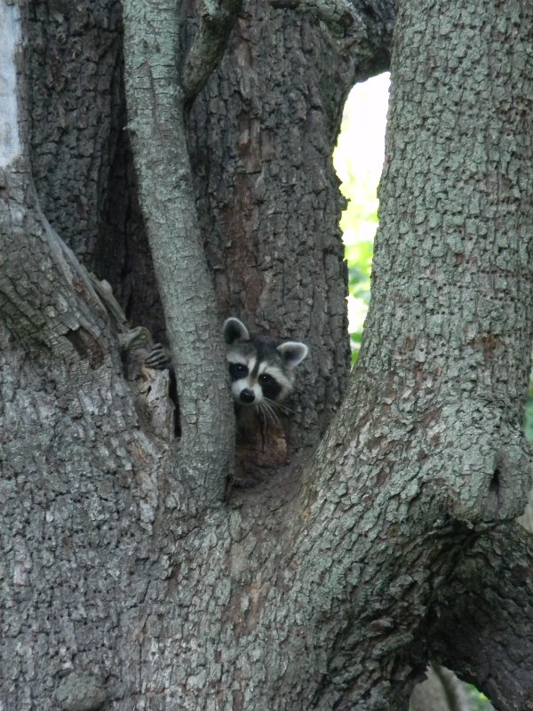 raccoon-in-a-tree