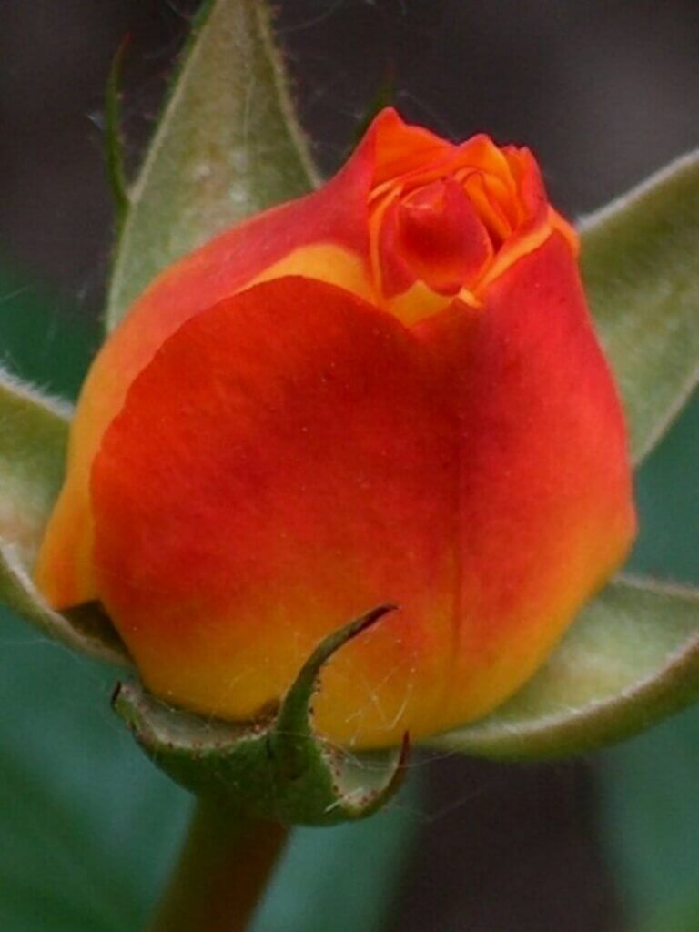 Apricot rose 1