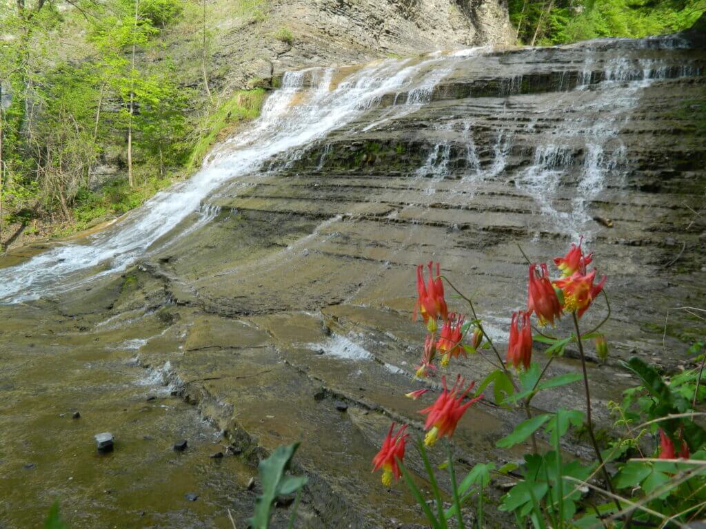 DSCN7450 Honeysuckles