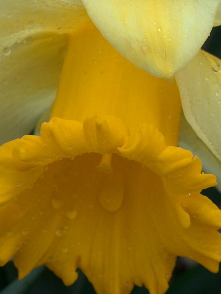 Hpim1136 Yellow Daffodil