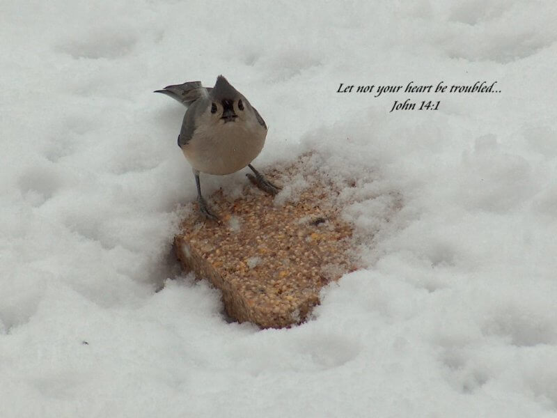 lonely bird- let not your heart be troubled