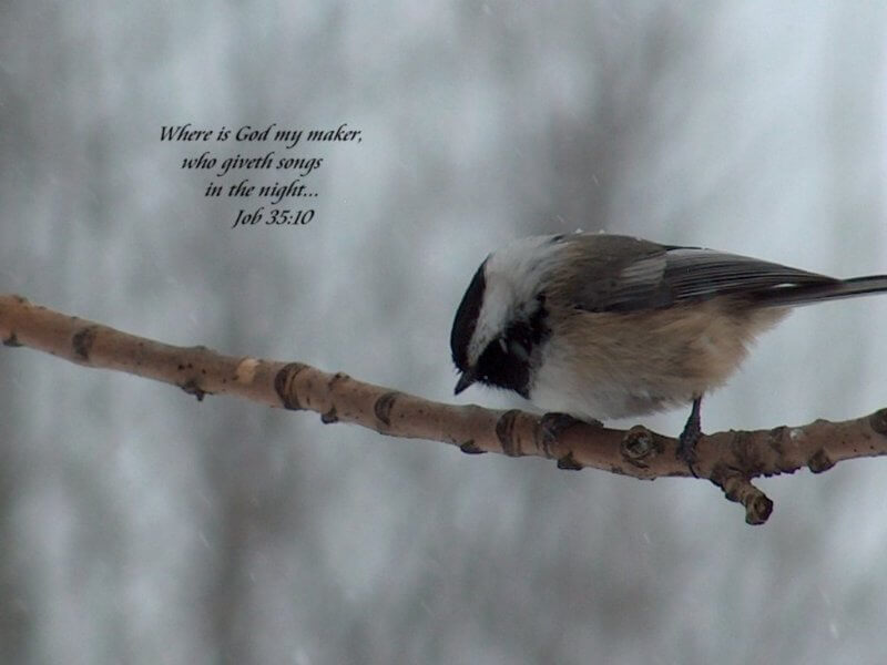 lonely bird- where is God my maker