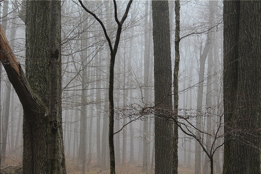misty-woods-after-rain